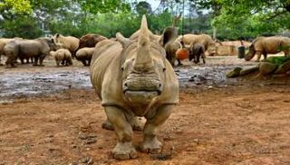 أنثى وحيد القرن "إيما" 