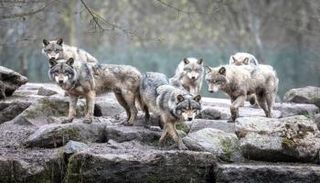 ذئاب رمادية- أرشيفية