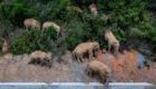 تطور جديد في رحلة أفيال الصين الشاردة