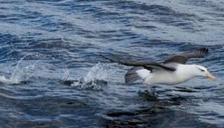 استخدام تقنيات الذكاء الاصطناعي لمراقبة مستعمرات الطيور في جزر فوكلاند