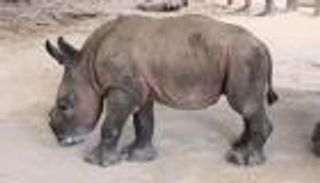 ولادة أنثى لوحيد القرن الأبيض المهدد بالانقراض في أمريكا