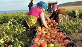 ارتفاع مؤشر أسعار المنتجين الزراعيين