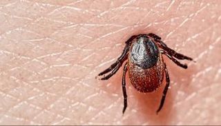 أحد أنواع القراد المسبب لمرض لايم