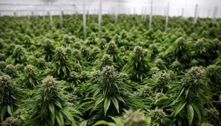 القنب الهندي