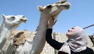 لارا الطيطي تستخدم حليب الإبل في صناعة الصابون