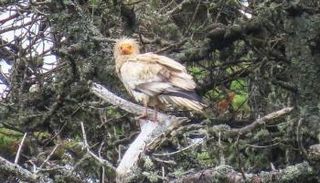 النسر المصري النادر يقف على شجرة صنوبر بجزر سيلي البريطانية