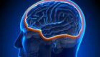 "أوميجا 3" تحمل مفتاح الحاجز الدموي الدماغي