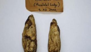 عينة من المجموعة الوطنية لجنوب إفريقيا للفطريات في بريتوريا