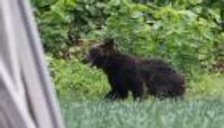 فيديو وصور.. دب شرس يهاجم الجنود ويغلق مدارس ومطارا