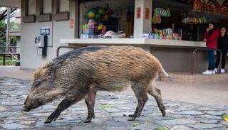 خنزير بري- أرشيفية