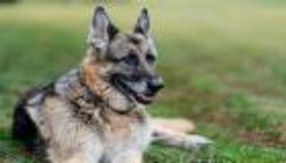 "ارقد بسلام ولدنا الطيب".. بايدن ينعى كلبه "تشامب"