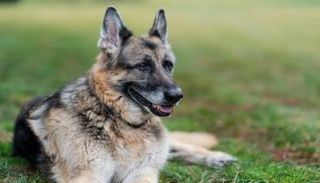 تشامب كلب الرئيس الأمريكي جو بايدن- أرشيفية