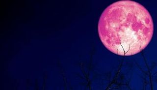 قمر الفراولة يزين السماء