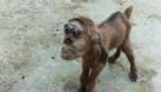 ولادة ماعز بـ"رأس قرد" تثير الذعر في مصر.. ما القصة؟