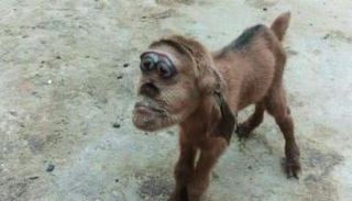 ولادة ماعز بـ