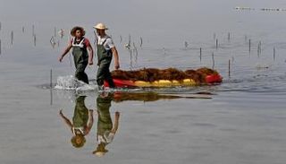 زراعة الطحالب الحمراء في تونس