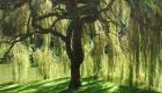 مفاجأة.. الأشجار وسيط جديد لنشر فيروس كورونا