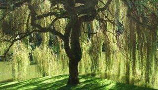 أشجار الصفصاف