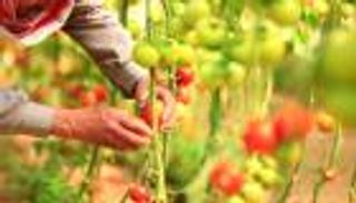 "القمع الأخضر".. أزمة تعصف بآمال صادرات غزة الزراعية