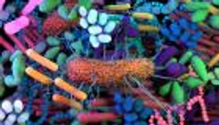 هل تتبع نظاما غذائيا منخفض السعرات؟.. احذر "المطثية العسيرة" بالأمعاء