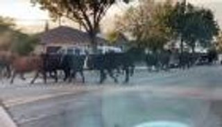 40 بقرة تنشر الهلع في شوارع كاليفورنيا.. ما القصة؟