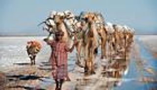مرض غامض يظهر في إثيوبيا.. الإبل "كلمة سر"