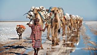 ظهرت حالات نفوق على نحو غير مألوف بين الإبل