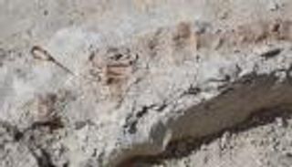 يعود لـ37 مليون سنة.. اكتشاف بقايا حوت منقرض في السعودية