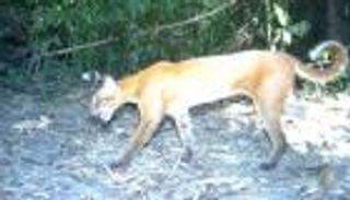 عودة القط الذهبي.. كاميرا مخبأة تلتقط صورا نادرة في كمبوديا