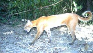 الصورة النادرة للقط الذهبي