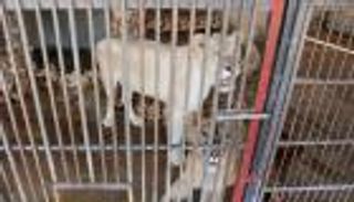 الأسود لم تعد أسودا.. الحيوانات تتضور جوعا في حدائق لبنان