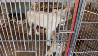 أسود حديقة حيوان لبنان