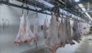 الهدي في الحج.. شروطه وأحكامه