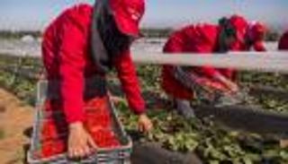 الفلاحة تقود اقتصاد المغرب للنمو.. ارتفاع قوي