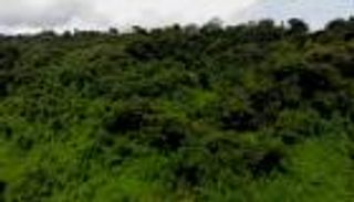 السياحة في غابة "يايو" الإثيوبية.. سحر الطبيعة ومذاق القهوة