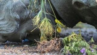 تمثال الملكة إليزابيث ساقطا على الأرض - رويترز