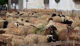 الأضحية هي سنة حسنة