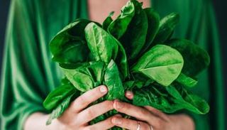 نبات السبانخ غير غني بالحديد