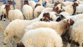 أسعار الأضاحي في مصر 2021