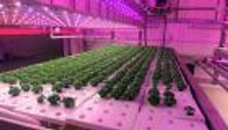 صور.. الأعشاب العطرية تفوح من مزرعة "جانجل" بباريس