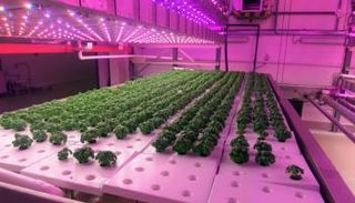 أعشاب ونباتات عطرية