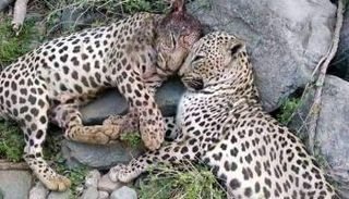 قتل نمرين عربيين نادرين في اليمن