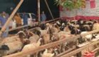 أشهر أماكن بيع الأضاحي في مصر .. نصائح قبل الشراء