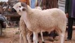 دعاء الذبح في عيد الأضحى.. اللهم هذا منك ولك 