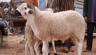 الأضحية هي سنة حسنة 