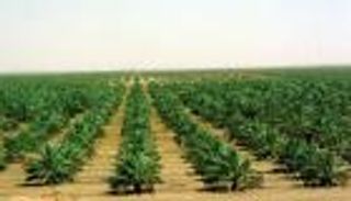 استراتيجية الأمن الغذائي بين الإمارات والسعودية.. خطة أمان واعية