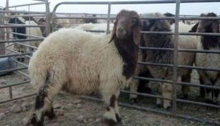 مزرعة أغنام - أرشيفية