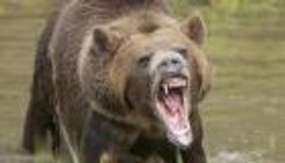 دب يقتل أمريكية في منتزه للتخييم.. ويهرب