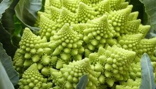 البروكلي الرومانيسكي