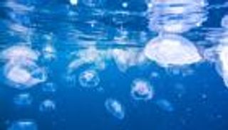 كوابيس العطلة الصيفية.. علاجات طبيعية للدغات قنديل البحر